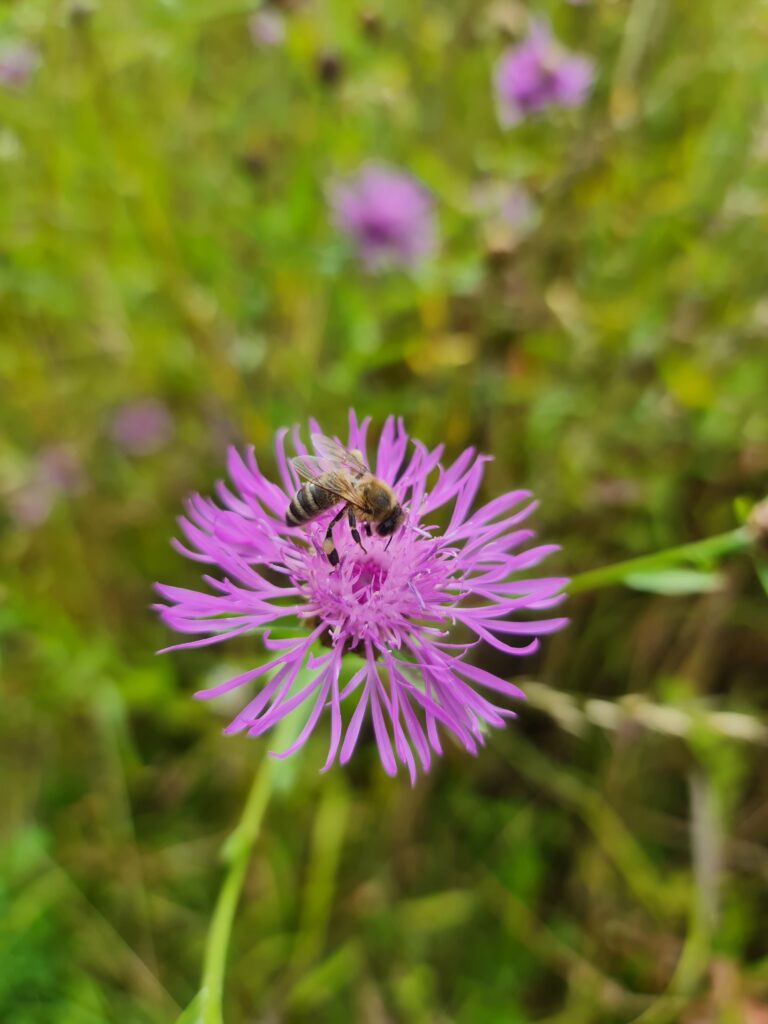 biene auf flockenblume