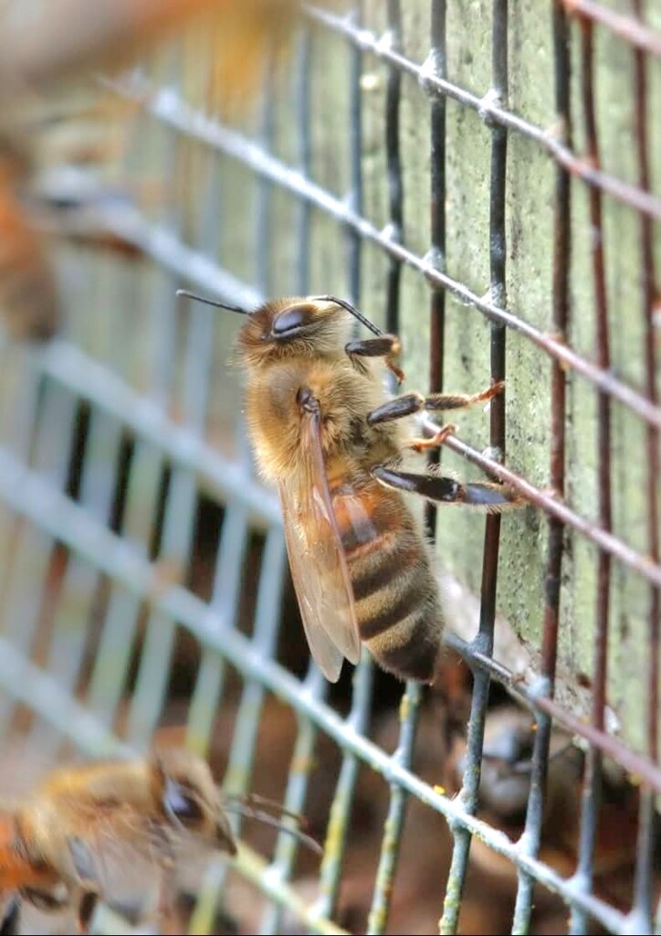 biene putzt sich