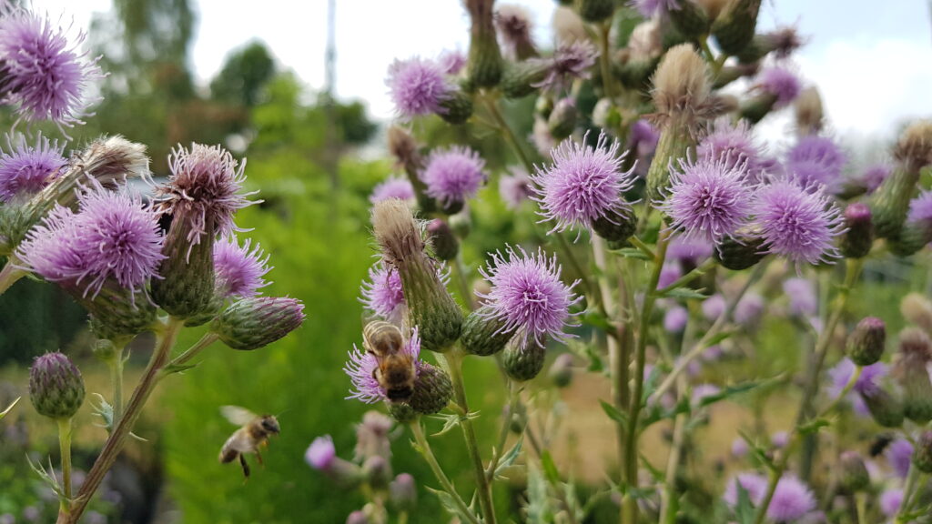 bienen an kratzdisteln