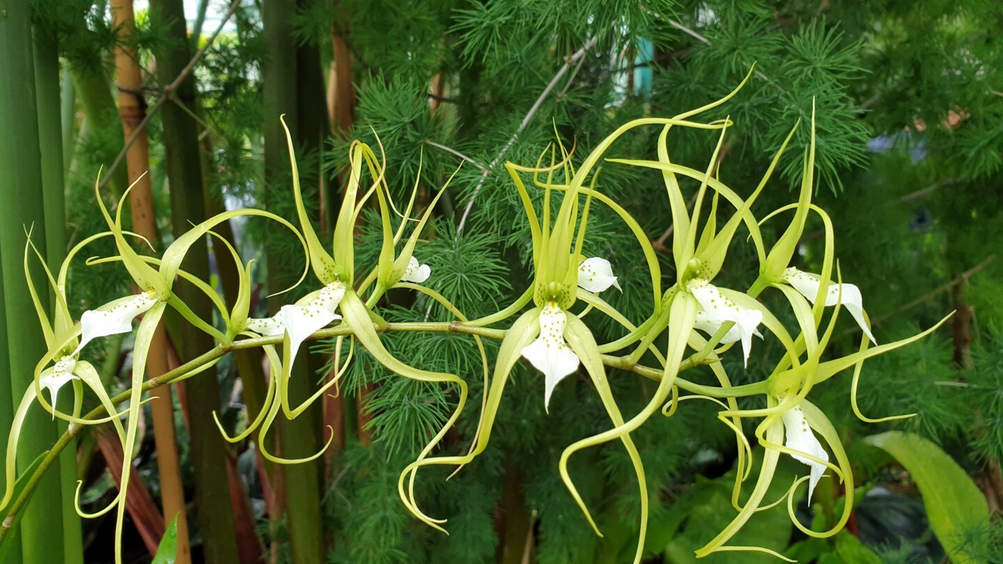 brassia