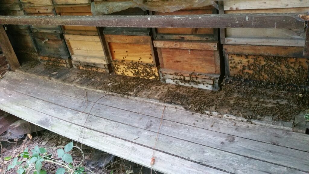 munteres treiben am bienenstand