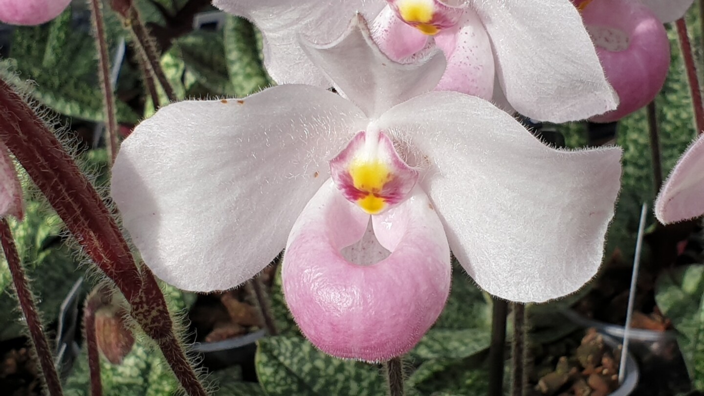 paphiopedilum 2