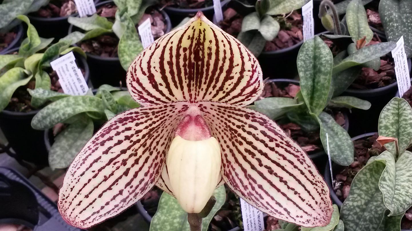 paphiopedilum 5