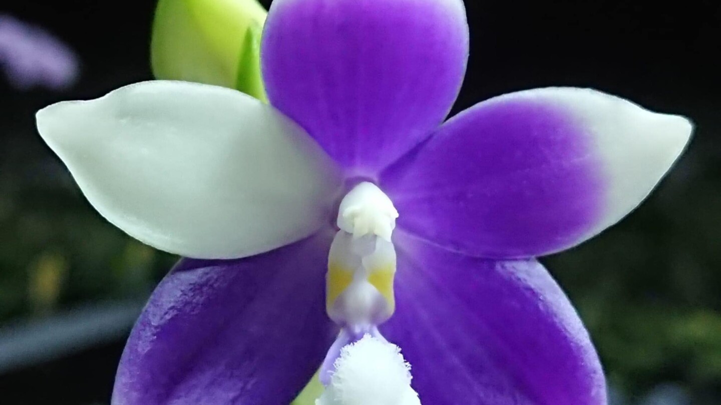 phal. lioulin blue jenny3