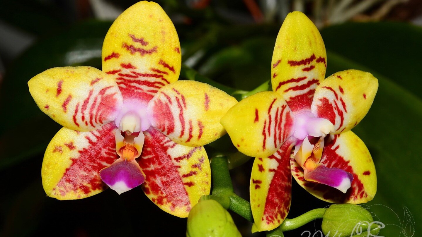 phal. orchid world
