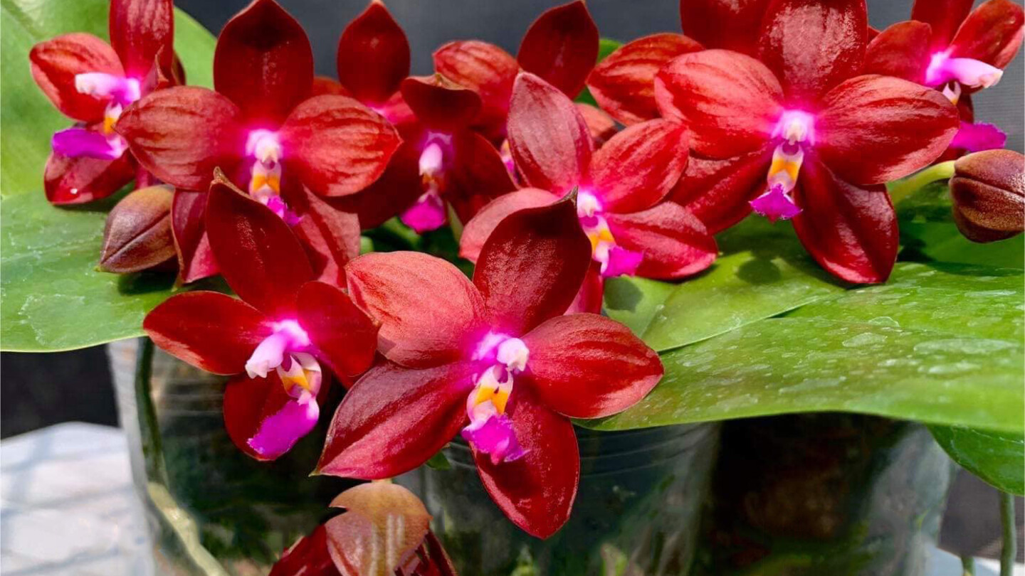 phal. tying shin fly eagle red