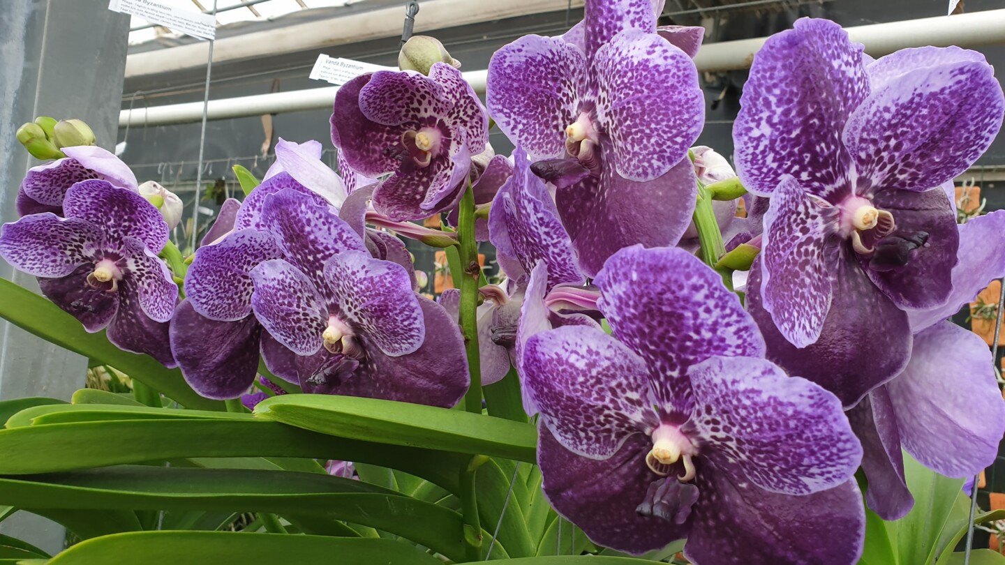 vanda lila